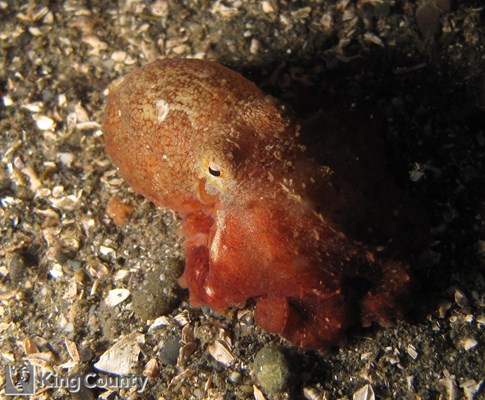 Photo of Octopus rubescens